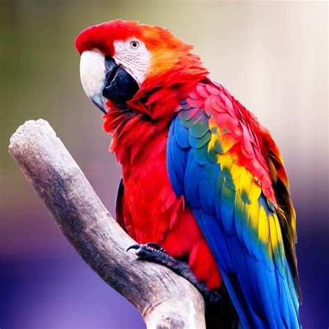 Macaw Parrot 4K Wallpapers | HD Wallpapers | ID #26721