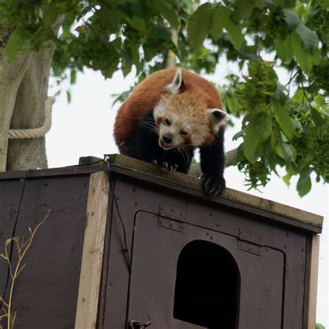 Red panda at Paradise Wildlife Park, Broxbourne Herts | Wildlife park, Animals, Red panda