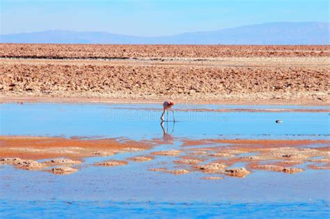 Laguna Chaxa in the National Reserve Los Flamencos Stock Photo - Image of lagoon, blue: 79635316