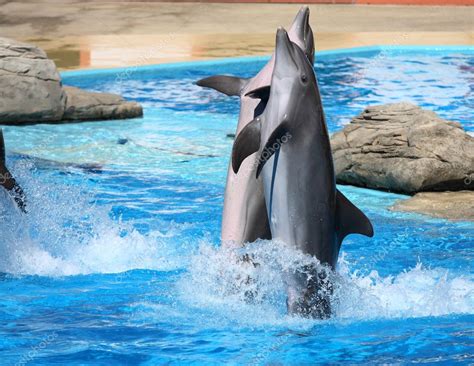 Happy dolphins jumping out of the water — Stock Photo © kalnenko #1148515