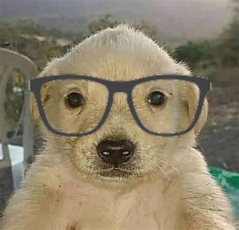 perrito | Perro con lentes, Fotos divertidas de animales, Perrito