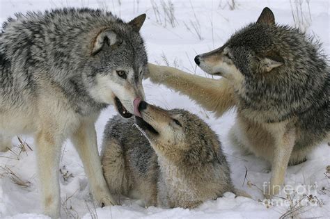 Wolf Social Behavior Photograph by Jean-Louis Klein & Marie-Luce Hubert ...