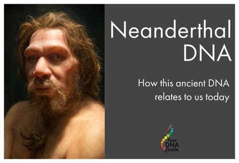 Ancient Dna And Neanderthals