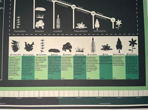 Uncover the Secrets of Plant Evolution: A Comprehensive Timeline for Plant Enthusiasts - Plant ...