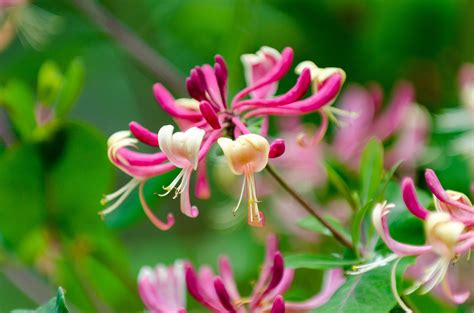 Japanese Honeysuckle: Problematic Weed or Outstanding Herbal Remedy ...