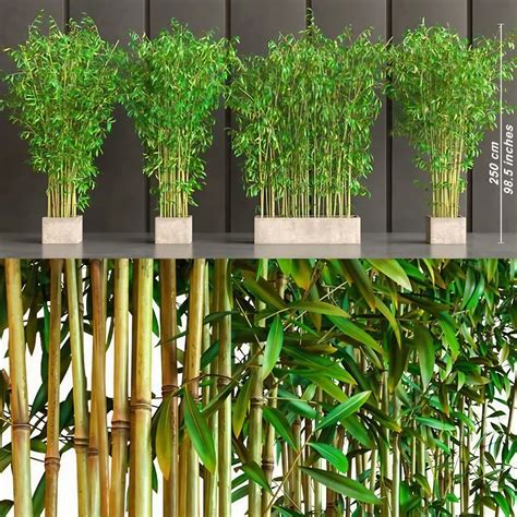 Bamboo Plants at Rs 190/plant | Bamboo Tree in Lucknow | ID: 20604404533