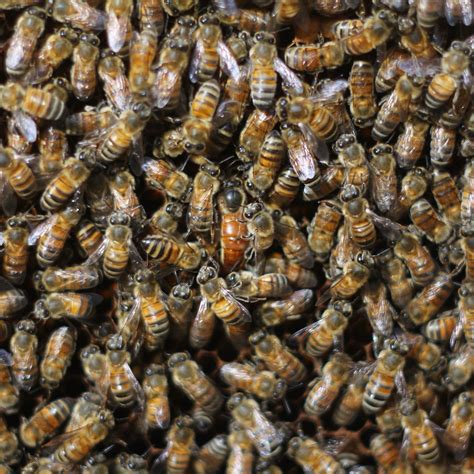 6 THINGS YOU DIDN'T KNOW ABOUT QUEEN BEES - Beekeeping Like A Girl