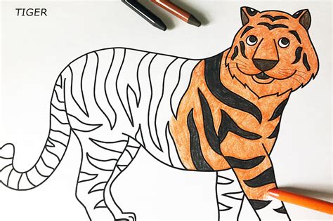 14+ Coloring Pages Of Tiger PNG