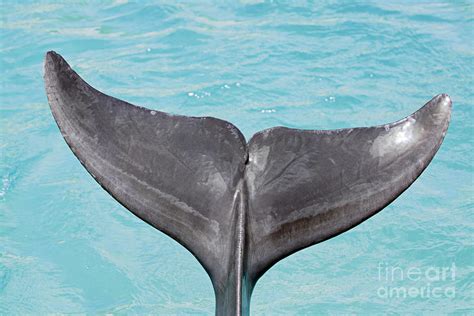 Dolphin Tail Photograph by Dave Fleetham - Printscapes