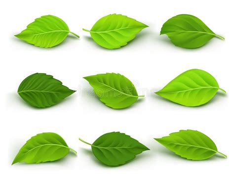 Leaves Stock Illustrations – 1,609,309 Leaves Stock Illustrations, Vectors & Clipart - Dreamstime