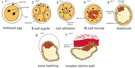 Early Embryo Development