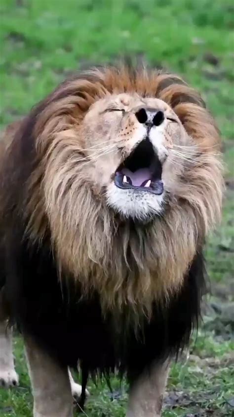 Lion roaring in the wild : r/BeAmazed