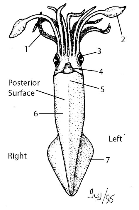 Lab Sheet: Squid Dissection | Marine science | Pinterest | Science fun