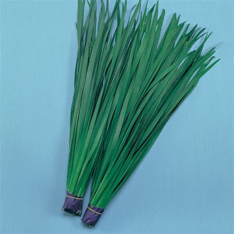 Chinese Leek Seeds - Broad Leaved Nira - 2 g Packet ~670 Seeds - Non ...