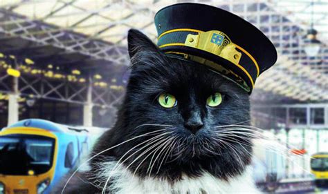 Huddersfield station's railway cat Felix is the subject of a new book ...