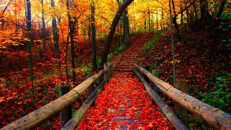 Fall Forest Wallpapers - Top Free Fall Forest Backgrounds - WallpaperAccess