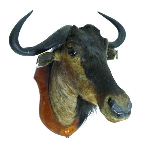 Cape Buffalo Taxidermy Head with Shield Backing - Natural History ...