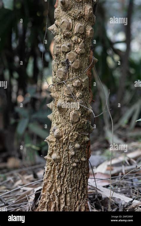 Fungus Trees and Their Unique Story Stock Photo - Alamy