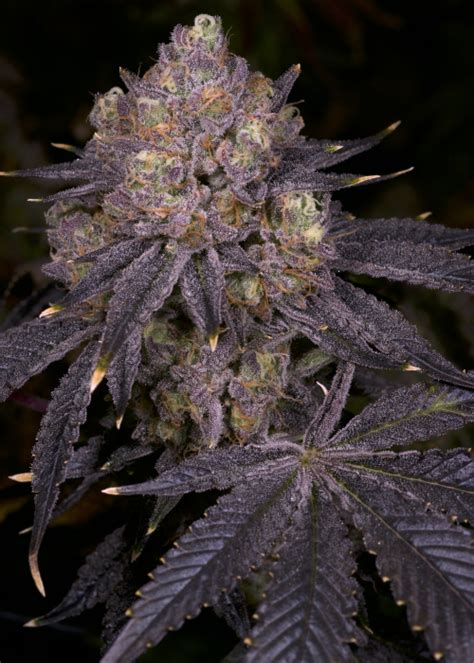 Purple Runtz Strain Info / Purple Runtz Weed By Premium Cultivars ...