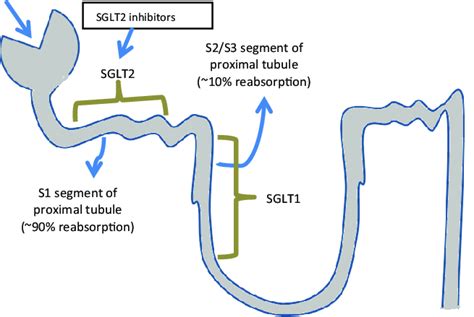 Glucose-lowering mechanism of SGLT2 inhibitors. Source: Fioretto et al.... | Download Scientific ...