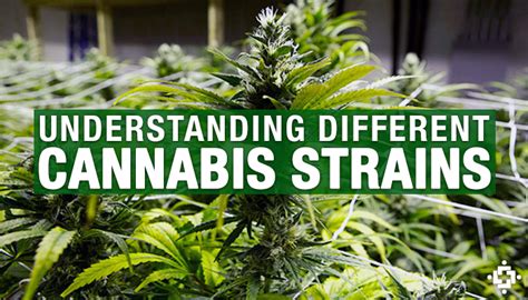 Understand How Different Cannabis Strains Affect You