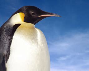 Emperor Penguin Facts for Kids | Penguins Information