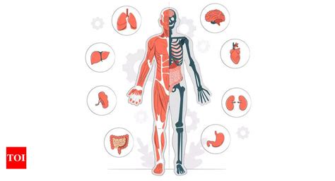 Physiology Explained: The study of how the human body works - Times of India