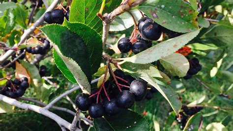 Growing Aronia Berries - YouTube