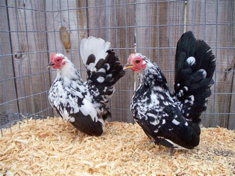 Gradysseramas.com | Serama chicken, Chickens backyard, Bantam chickens