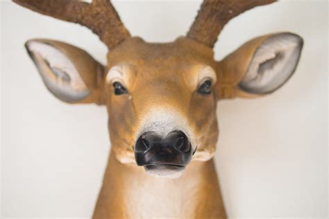 Faux Taxidermy Deer Head - Homestead Seattle