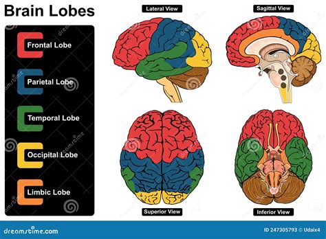 Human Brain Lobes Anatomy Infographic Diagram Cartoon Vector ...