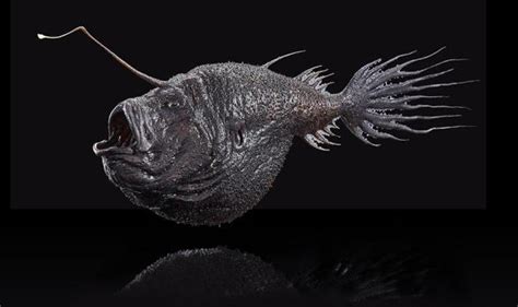 What Are Abyssal Fish? - Characteristics, Examples and Photos!