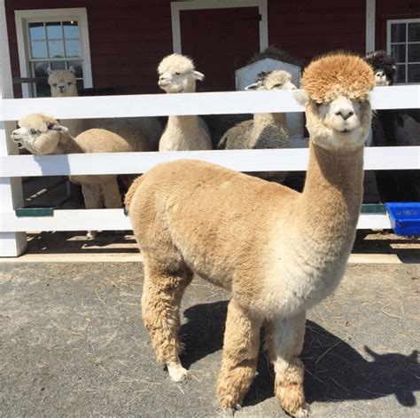 7 Alpaca Farms to Visit in New Jersey - Hoboken Girl