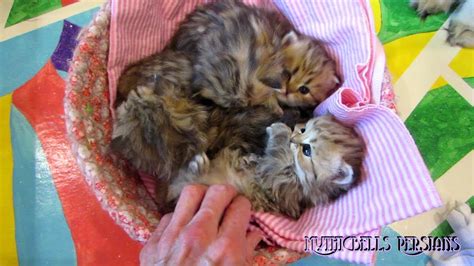 12 06 26 Persian kittens in a basket, the K litter - YouTube