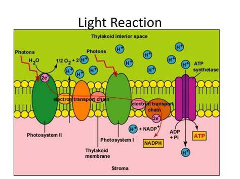 PPT - Photosynthesis – Light Reaction PowerPoint Presentation, free download - ID:6850860