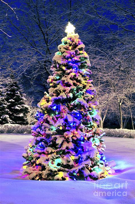 Real Christmas Tree In Snow