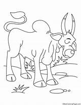 Cute Ox Coloring Page sketch template