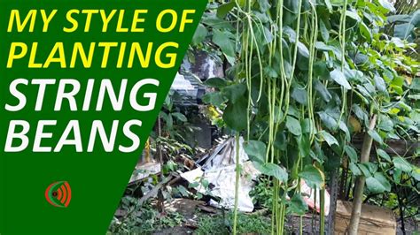 Unique Style of Planting String Beans | String Beans Planting Guide for Beginners - YouTube