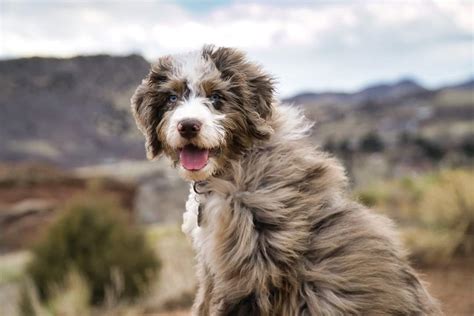 Aussiedoodle Colors - PTK Ranch