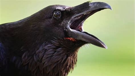 Crow - Common Crow, Bird Sounds, Cawing and Rattling, Voice, Song,, Call, Sounds and Other ...