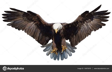 Weißkopf-Seeadler Landung Hand zeichnen und Malen Farbe auf weiß ...