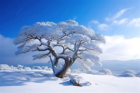 Wallpapers Pictures Fhd Winter Tree In The Snow 4k Background, Winter ...