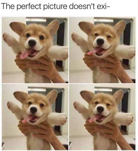 45 Dog Memes That Are Guaranteed To Put You In A Good Mood