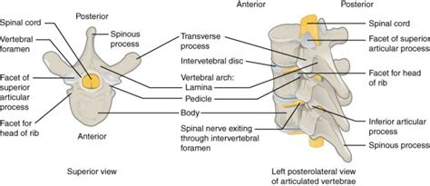 Anatomy of the Spinal Column | Lecturio Online Medical Library