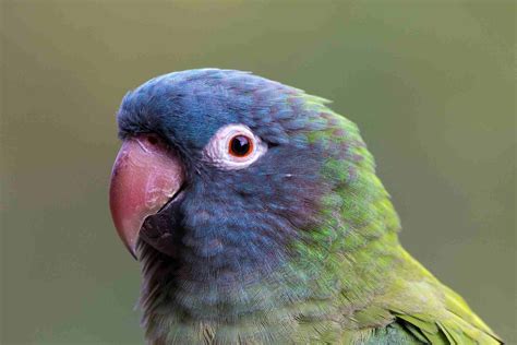 8 Top Blue Parrot Species to Keep as Pets