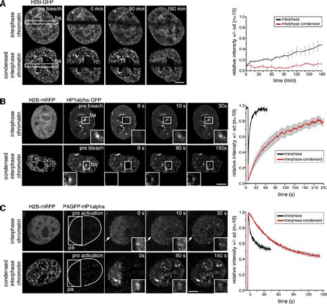 Chromatin condensation modulates access and binding of nuclear proteins - Martin - 2010 - The ...