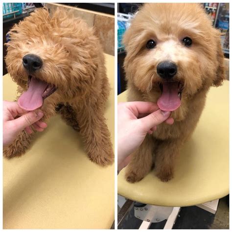 Pictures Of Teddy Bear Golden Doodle Cut - Wavy Haircut