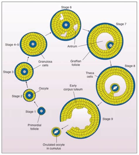 Oogenesis Stages