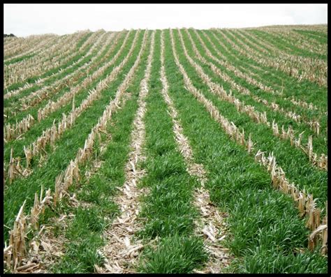 Planning Cover Crops? Planting Options to Consider | Rice Soil and ...