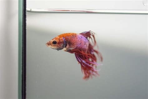 Swim Bladder Disease Betta Fish Suffer From – A Handy Guide